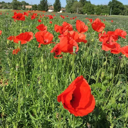 Dans Les Champs Sauzé-Vaussais